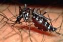 Aedes mosquito, Dengue